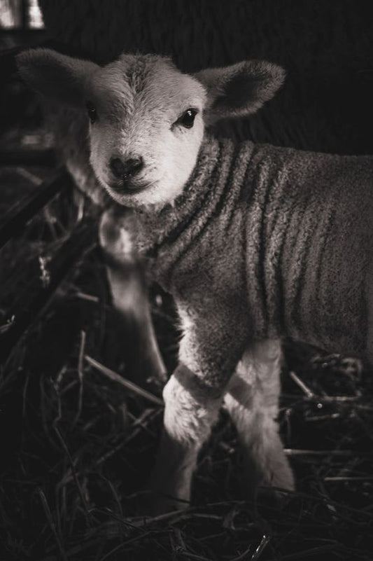 The Love of the Lamb